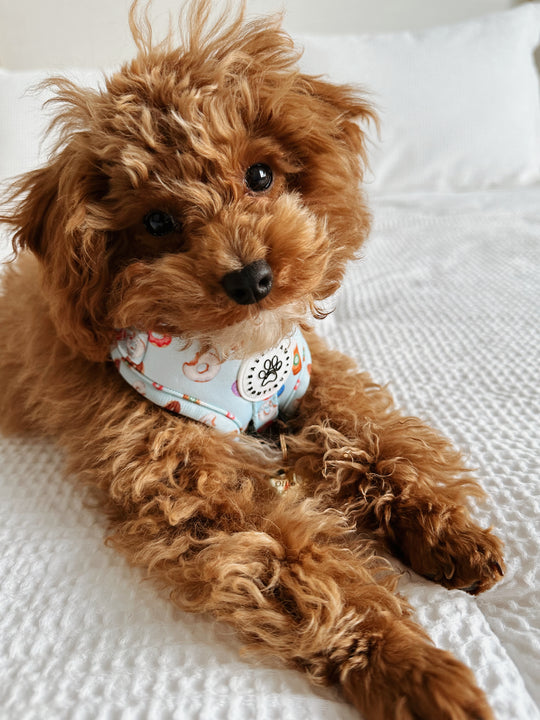 adjustable harness | berry blue