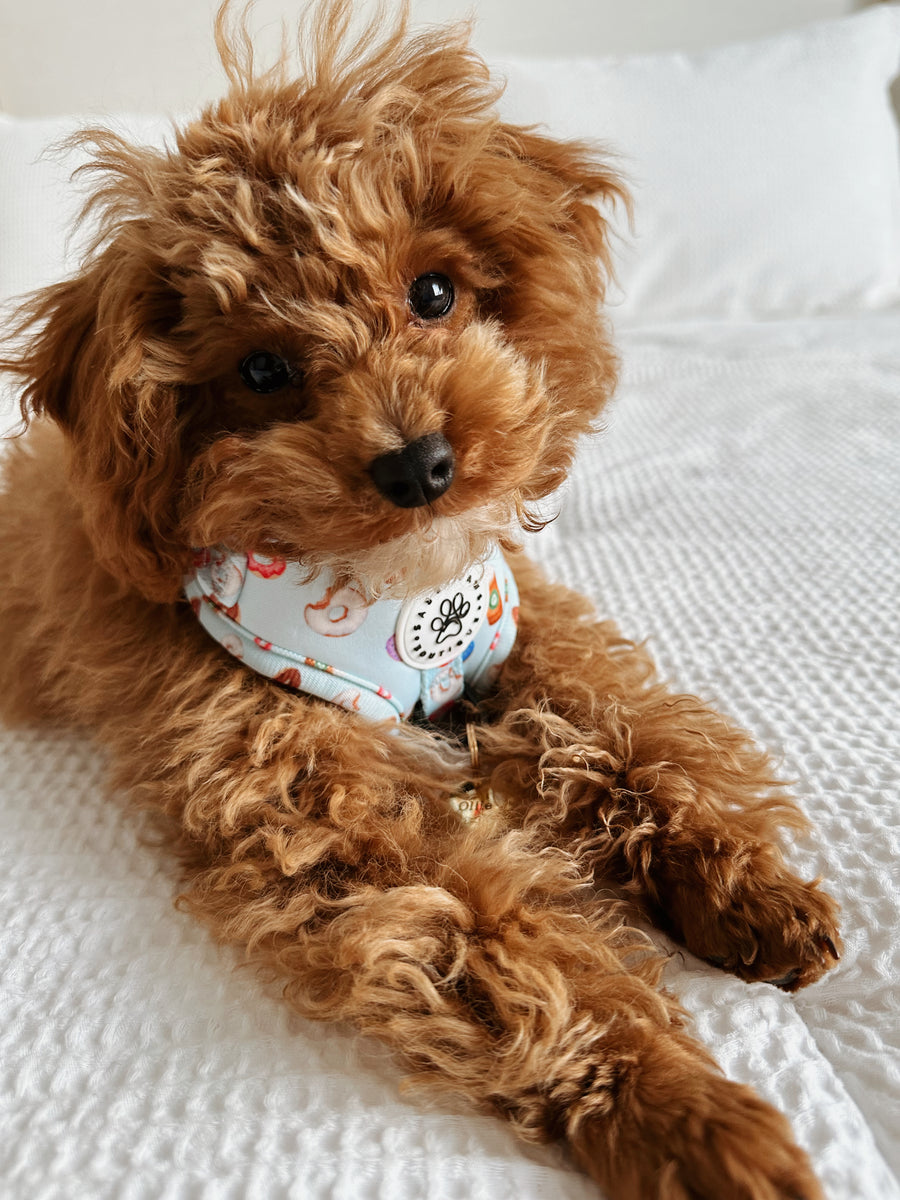 adjustable harness | berry blue