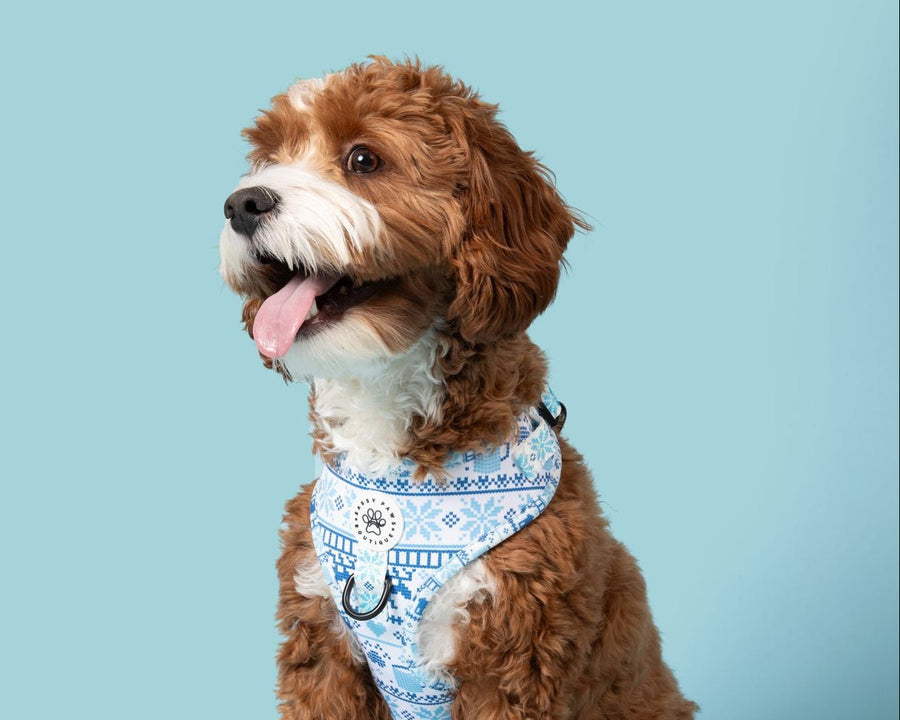 A brown dog wearing a blue and white adjustable harness with a pixel pattern.